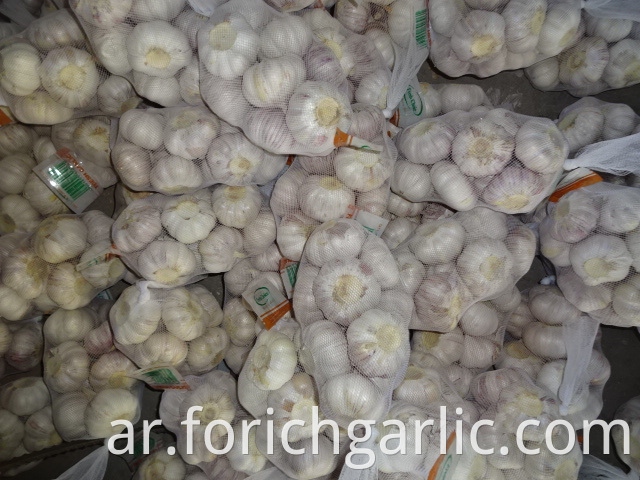 High Quality Fresh Normal Garlic 2019